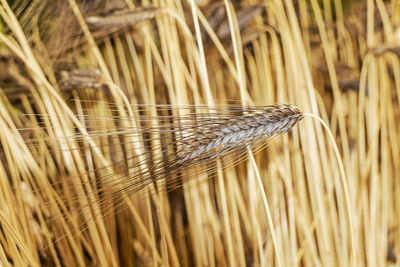 Close-up of stalks in wheat field