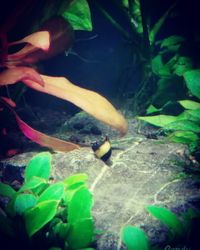 Close-up of turtle swimming in aquarium