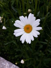 Close-up of white flower blooming outdoors