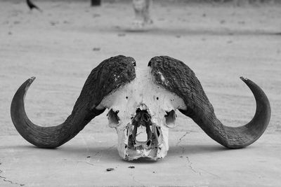 Close-up of animal skull on sand