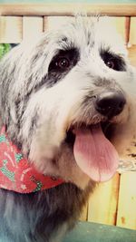 Close-up portrait of a dog