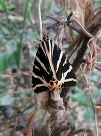 Close-up of butterfly on leaf