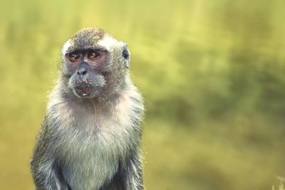 Close-up portrait of monkey