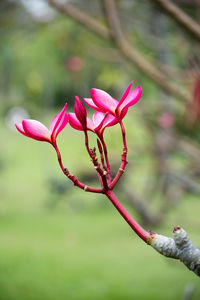 Close-up of pink flower