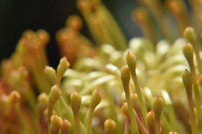 Close-up of flowering plant