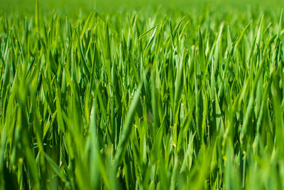 Full frame shot of crops growing on field