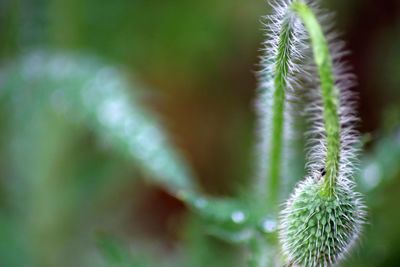 Close-up of pine cone on branch