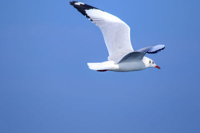 Low angle view of seagull flying