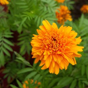 Close-up of yellow flower blooming outdoors