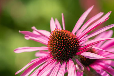 Close-up of pink flower