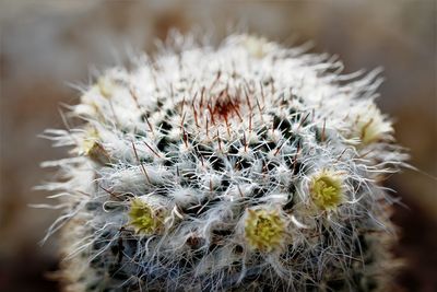 Close-up of feather cactus