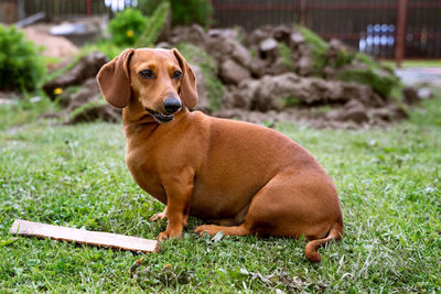 Portrait of dog on field