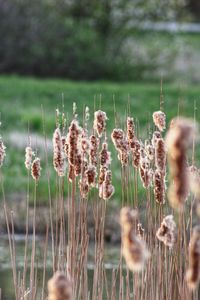 Close-up of dry plants on field