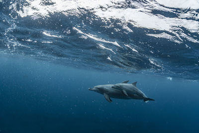 Indian bottlenose dolphin