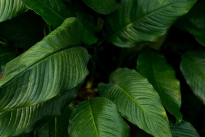 Full frame shot of leaves