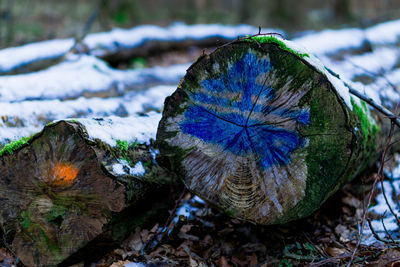 Close-up of tree stump in forest