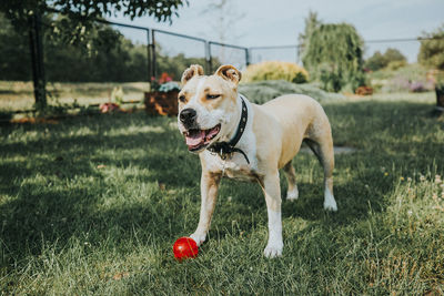 Dog with red ball playing on grassy field