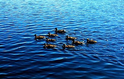 View of birds in water