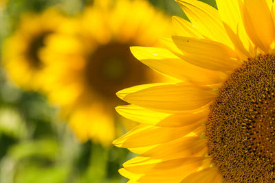 Close-up of sunflower blooming outdoors