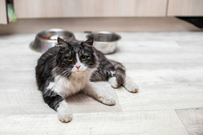 Portrait of cat relaxing on floor at home