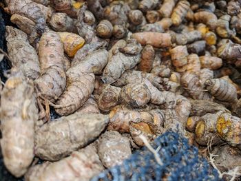 Fresh turmeric