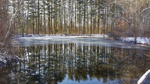 Scenic view of lake in forest