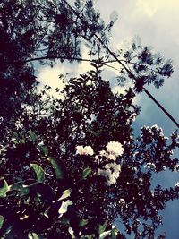 Low angle view of blooming tree