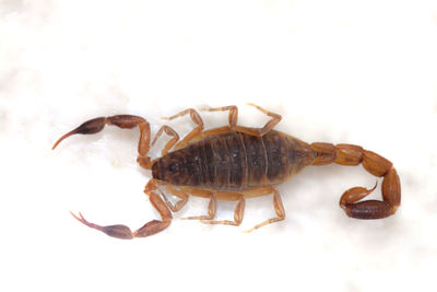 Close-up of crab over white background