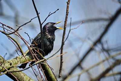 Low angle view of bird perching on branch