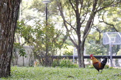 Side view of a bird on land