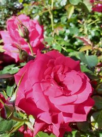 Close-up of pink rose