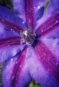 Close-up of wet purple flower