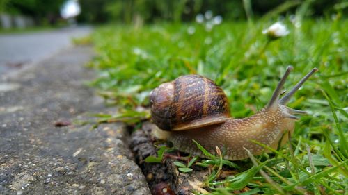 Close-up of snail on grass at roadside