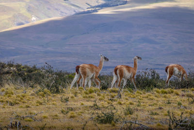 Deer grazing on field