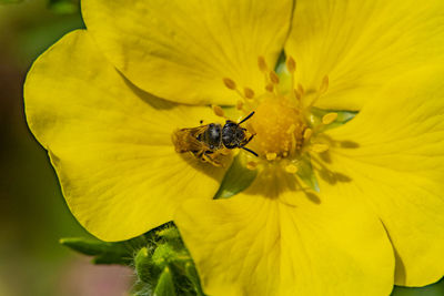 Close-up of insect on yellow flower