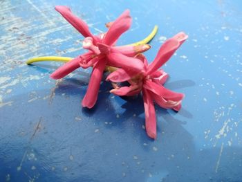 High angle view of pink flowering plant in water