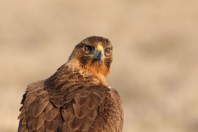 Close-up portrait of owl