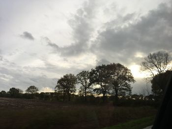 Trees on field against sky