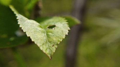 Close-up of fresh green leaves