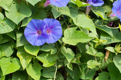 Close-up of purple flowering plants