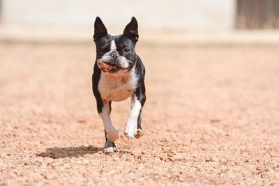 Portrait of dog running