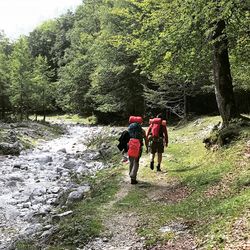 Rear view of women walking in forest