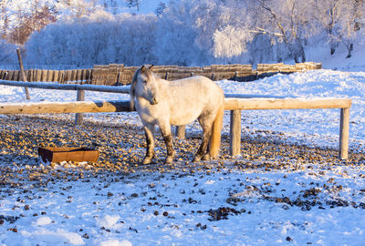 Horses on a farm in the frosty winter evening at sunset