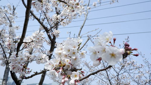 Low angle view of cherry blossoms against sky