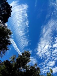 Low angle view of trees against blue sky