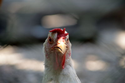 Close-up of rooster