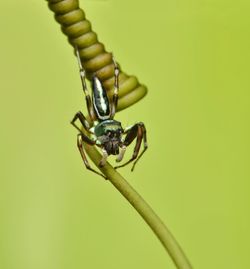 Close-up of spider