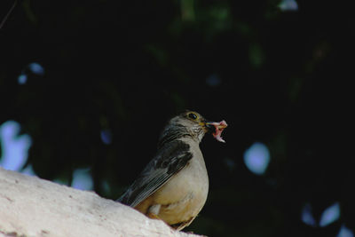 Close-up of bird perching outdoors
