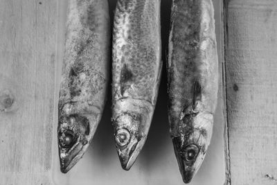 Close-up of fish at home
