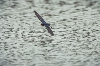 View of bird flying over sea
